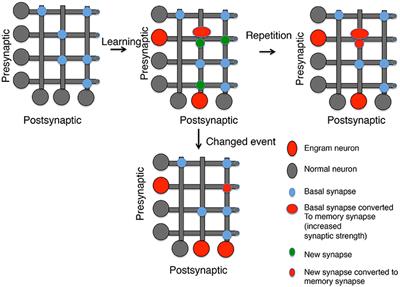 Memory Synapses Are Defined by Distinct Molecular Complexes: A Proposal